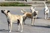 MCC orders institutions to report stray dog presence within five days